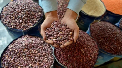 Parmi elles l’arachide : cinq légumineuses riches en magnésium qui méritent une place dans votre alimentation