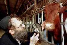 Une vache rousse et une prophétie juive annoncent-elles une escalade à Jérusalem ?
