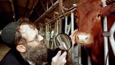 Une vache rousse et une prophétie juive annoncent-elles une escalade à Jérusalem ?