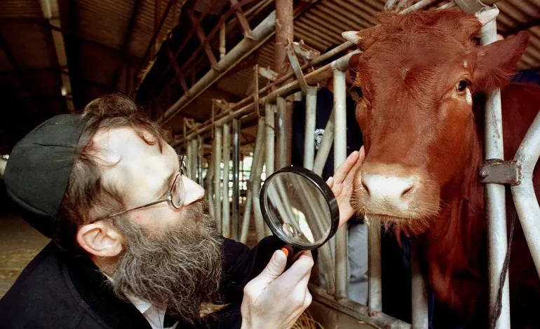 Une vache rousse et une prophétie juive annoncent-elles une escalade à Jérusalem ?