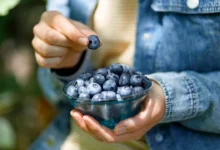 Comment les myrtilles peuvent-elles contribuer à la santé du cœur et à la régulation de la pression artérielle ?