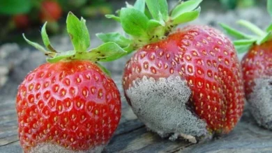Peut-on retirer la moisissure d’un fruit et le manger ?