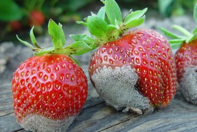 Peut-on retirer la moisissure d’un fruit et le manger ?