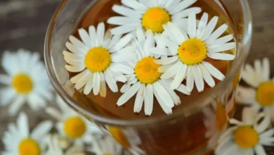 Le thé à la camomille : une boisson naturelle pour favoriser un sommeil plus serein