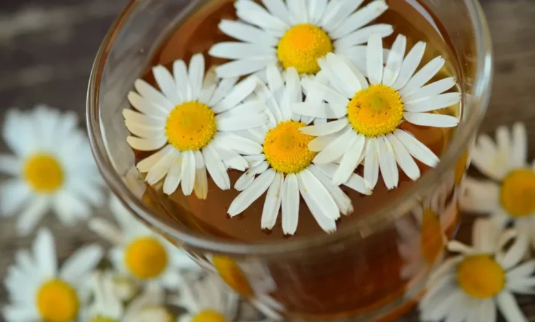 Le thé à la camomille : une boisson naturelle pour favoriser un sommeil plus serein